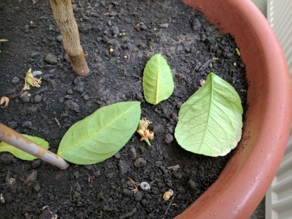 Pourquoi un citronnier perd ses feuilles causes