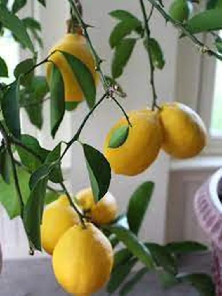 Pourquoi un citronnier perd ses feuilles et comment y remédier