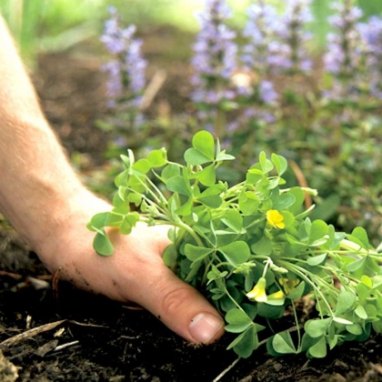 Quand désherber votre jardin Comment trouver le bon momen