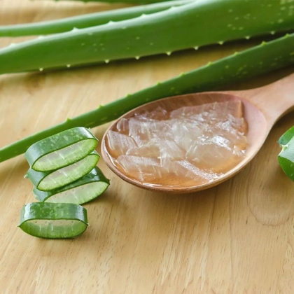 Quand et Comment rempoter un Aloe Vera