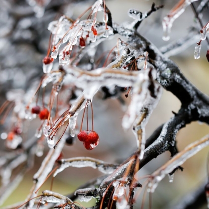 Que faire au jardin en janvier