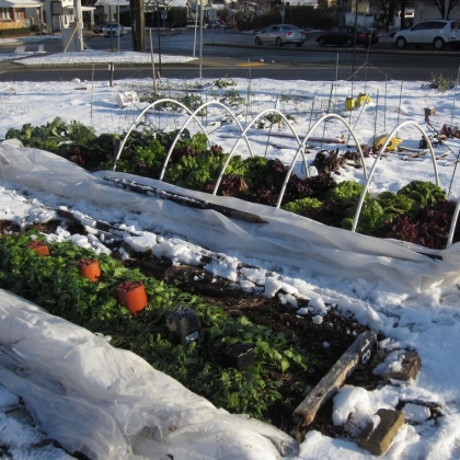 Que planter en janvier au potager et au jardin