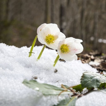 Quelle plante d’hiver extérieure ou balcon planter pour résister au gel