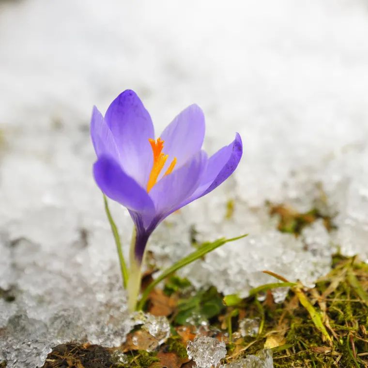 Quelles fleures planter en hiver au jardin en 2023