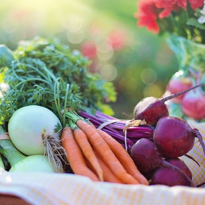 Quels légumes planter en janvier au potager ? Une liste -Quels légumes planter en janvier au potager Une liste