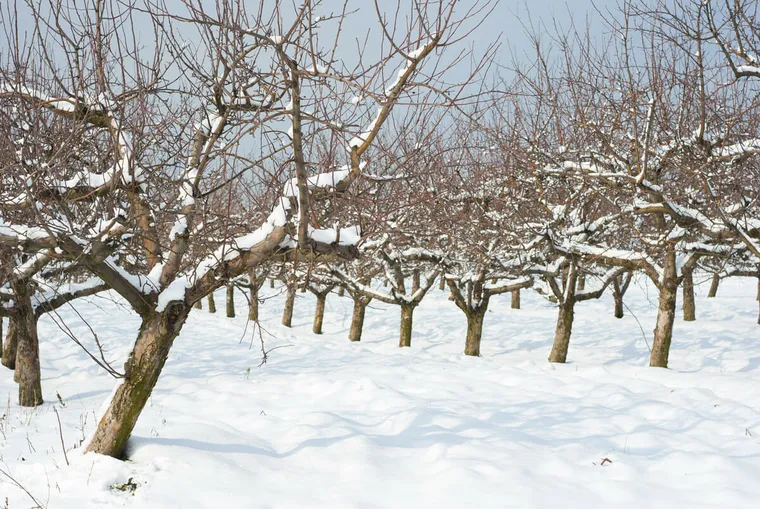 Taille hivernale des arbres fruitiers au jardin en janvier