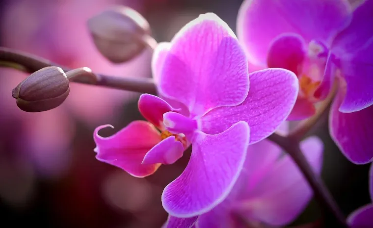 beauté resplendissante orchidées plantes