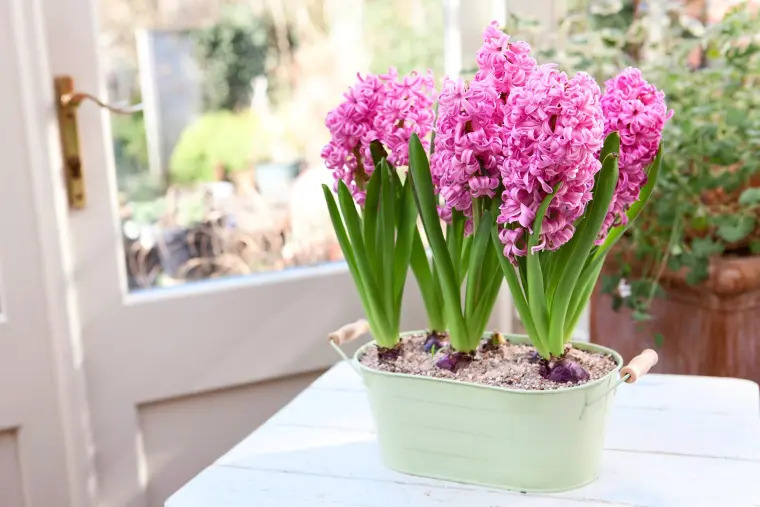 plante jacinthe entretien