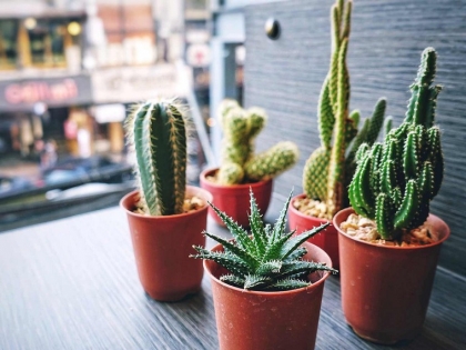 cactus aiment coins ensoleillés