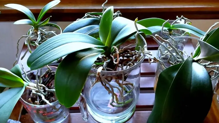 comment arroser une orchidée sans terre