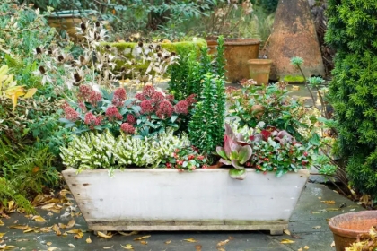 varietes de fleurs a planter en hiver