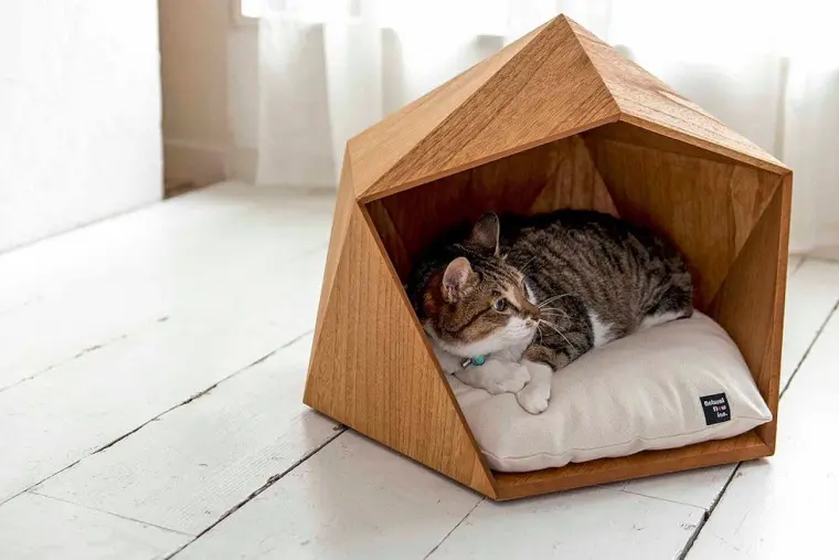maison chat intérieur