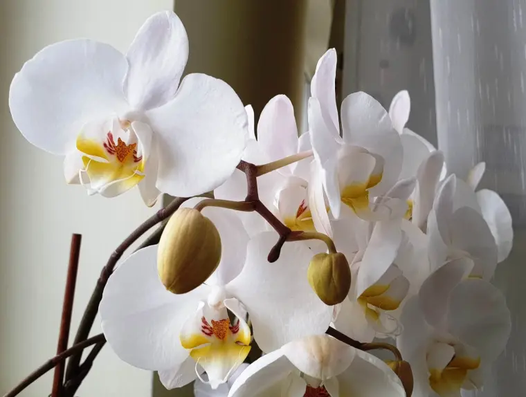 orchidée sans terre