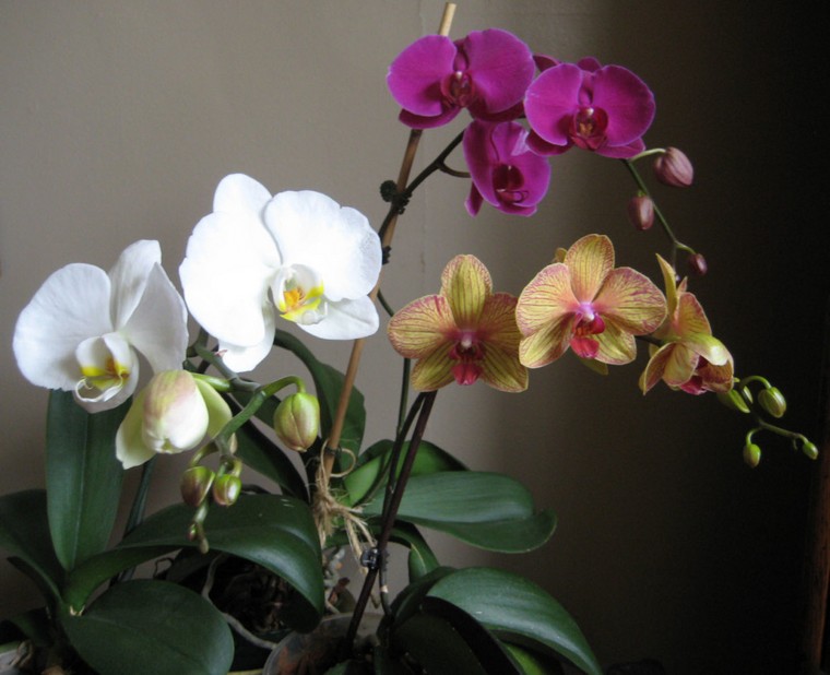 prévenir maladies fongiques orchidées