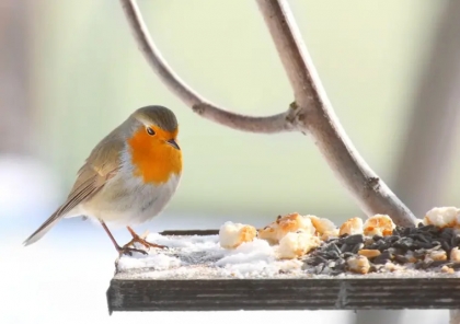 quand nourrir les oiseaux en hiver