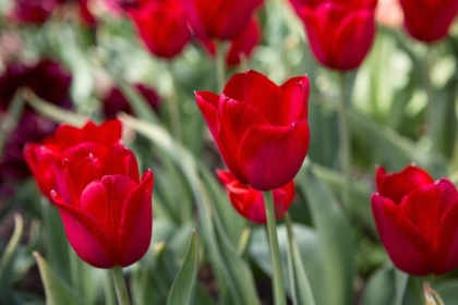 quand planter les bulbes des tulipes et des jonquilles