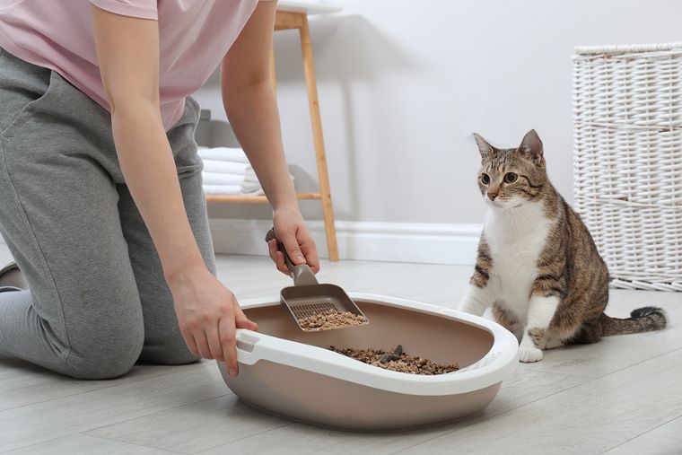 que faire de la litière de chat usagée