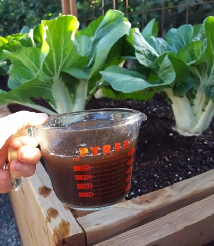 thé de compost