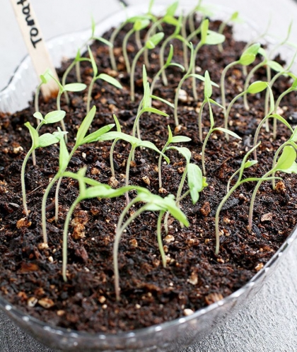 Comment réussir ses semis de tomates