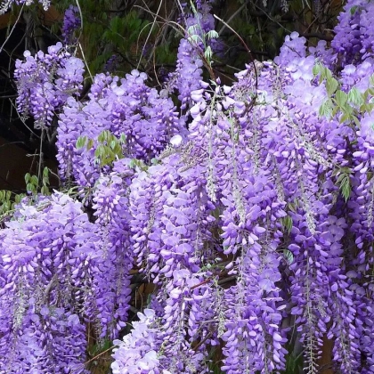 Comment tailler la glycine en février 2023