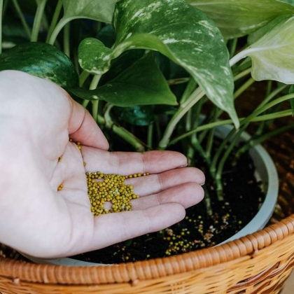 Faut-il utiliser des engrais pour plante d'intérieur en hiver