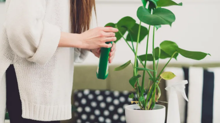 Les plantes d'intérieur n'ont pas besoin de repos - utilisez des engrais pour plante d'intérieur en hiver