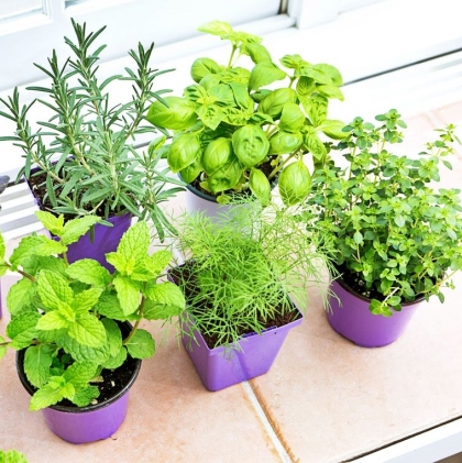 Plantes aromatiques à planter en février - Une liste