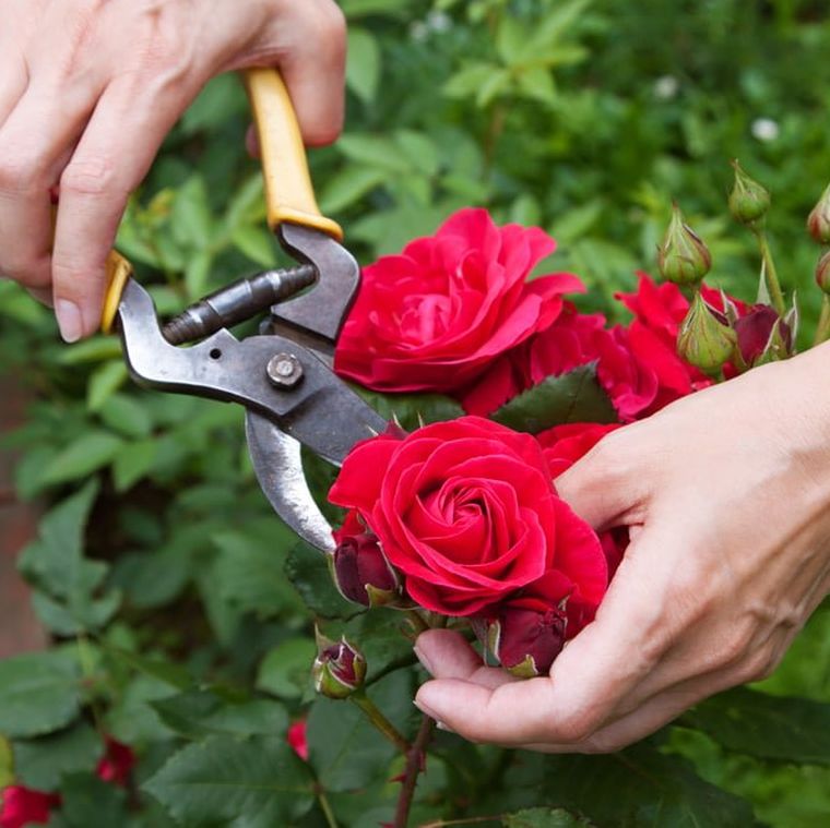 Quand et Comment tailler les rosiers buissons