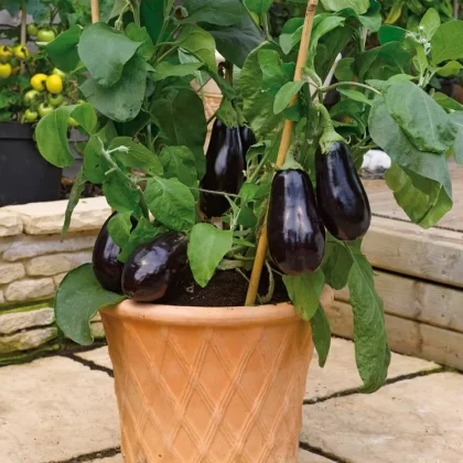 Quand semer les graines d'aubergines en 2023