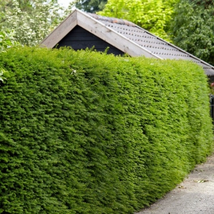 Quelles plantes de haie persistantes planter au jardin