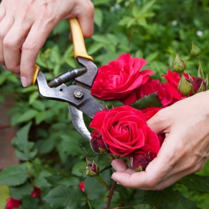 Taille des rosiers printemps - Un guide pour une belle floraison