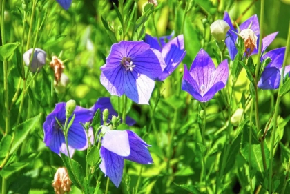 faut il couper les fleurs fanées des campanules