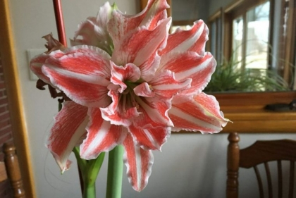 comment faire repartir bulbe amaryllis