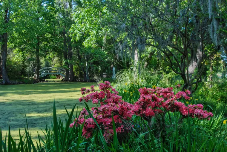 comment planter un magnolia en pleine terre