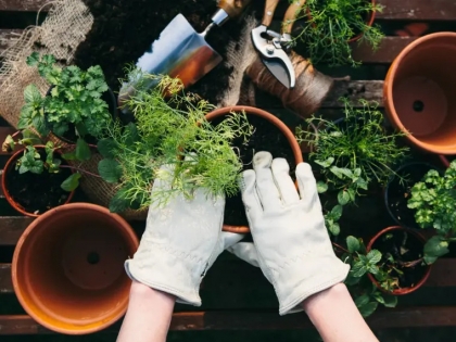 comment sauver une plante morte