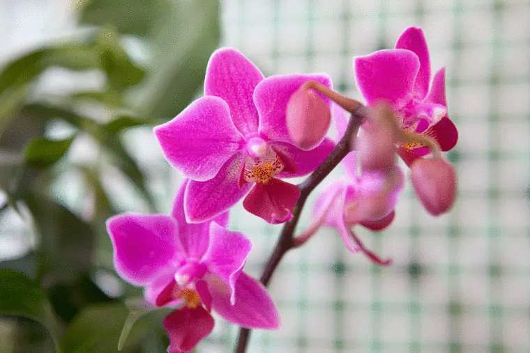 coquille noix bienfaits orchidées