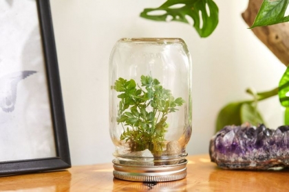 déco bocal verre terrarium diy