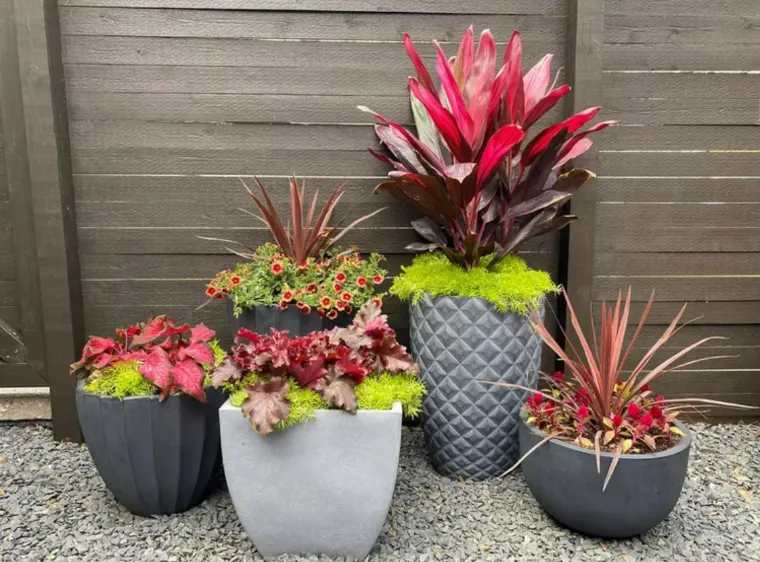 idée composition pots plantes extérieur