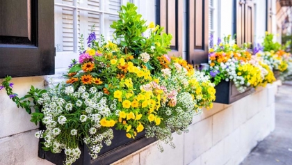 jardinière de printemps plantes