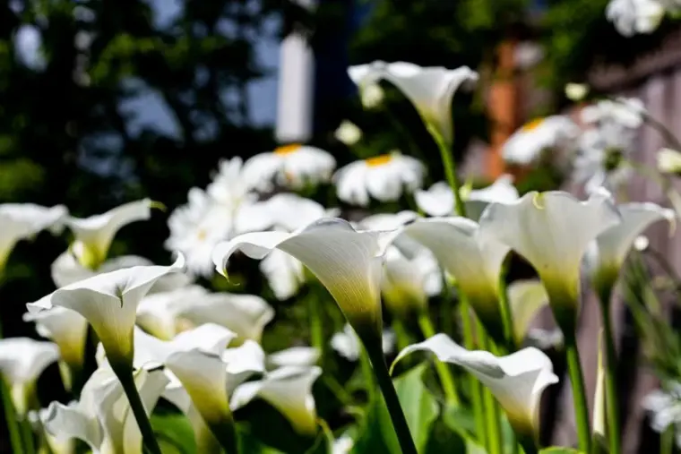 où planter un magnolia dans le jardin