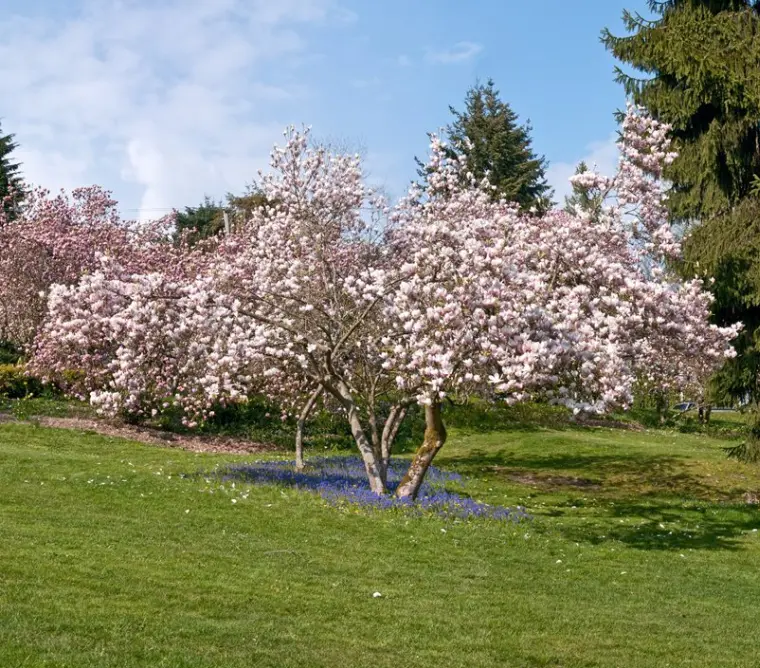 que mettre au pied d'un magnolia