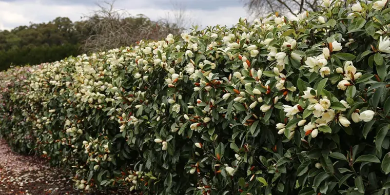 que planter au pied d un magnolias