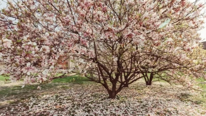 que planter avec un magnolia