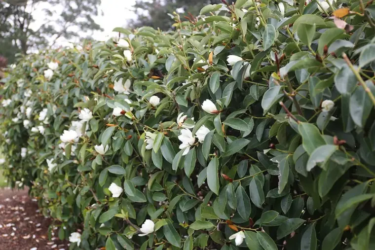 que planter au pied d'un magnolia