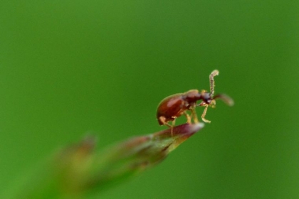 remède naturel punaise de lit