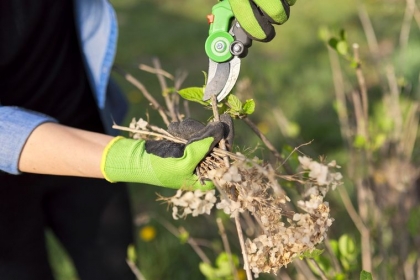 taille des hortensias en février et mars