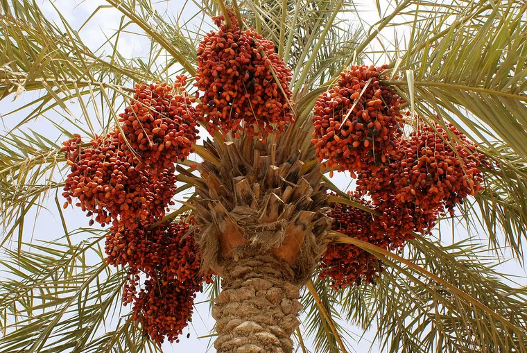 5 conseils pour l'entretien d'un palmier dattier