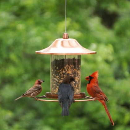 Comment attirer les oiseaux dans son jardin