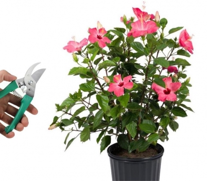 Comment faire la taille des hibiscus jardin