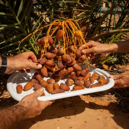 comment faire pousser des graines de dattes